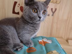 -欣宠猫屋·矮脚拿破仑·蓝金金渐层