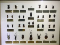 -上海昆虫博物馆