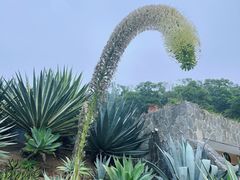 -深圳仙湖植物园