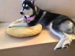 -Husky Go! 哈士奇体验馆·宠物咖啡厅狗咖