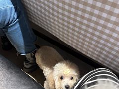 -百好乐宠物友好餐厅(朝外大街店)