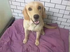 -趣玩宠物乐园寄养训犬训狗游泳池