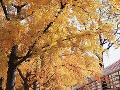 -三里屯东五街银杏大道