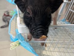 -怪兽屋·羊驼·猫咖·狗咖(俊华广场店)