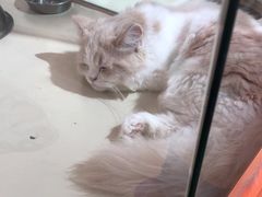 -三花喵·撸猫购宠·宠物生活馆(虹桥南丰城店)
