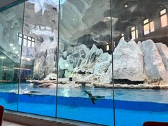 -帝企鹅自助餐厅•儿童岛•真企鹅(长隆企鹅酒店)