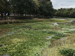 -上海海湾国家森林公园