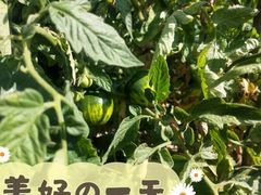 -锡林郭勒盟羊羊牧业股份有限公司