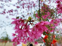 -五龙客家风情园