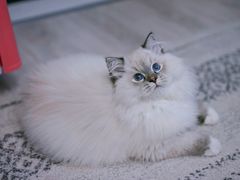 -东方名猫馆·英短金渐层布偶猫舍(环线广场1号楼店)