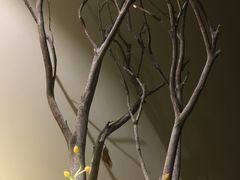 -小茶闲舍·观景商务茶馆(广州塔店)