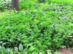 -黑龙江省森林植物园