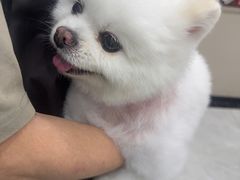 -安安宠医宠物医院·异宠·犬猫内科(岳阳分院)