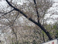 -武汉大学-樱园