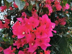 -东寨港红树林旅游区