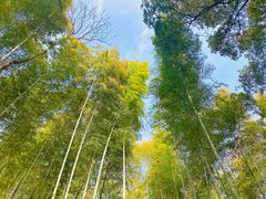 -上海佘山国家森林公园天马山园