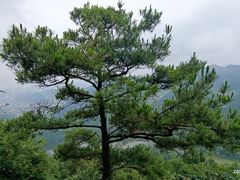 -黔灵山公园