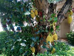 android_upload_pic-三亚亚龙湾凯莱仙人掌度假酒店