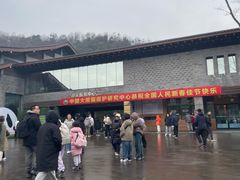 -都江堰中华大熊猫苑