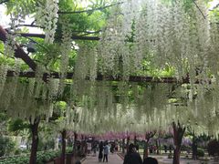 -嘉定紫藤园
