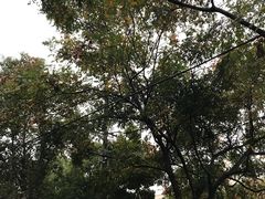 -胜华驾校·小猫学车(银都店)
