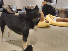 -逗柴咖啡屋·狗咖猫咖宠物桌游