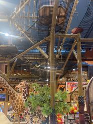 -卡通尼·Safari非洲探索乐园·生日会(金桥国际商业广场店)