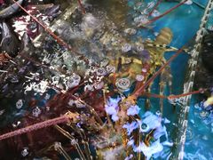 -四川小胡子海鲜(丁村万人海鲜广场店)