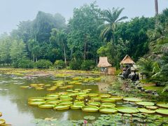 -中国科学院西双版纳热带植物园