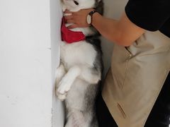 小甜甜-Husky Go! 哈士奇体验馆·宠物咖啡厅狗咖