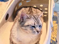 -平行世界·猫咖(首经贸店)