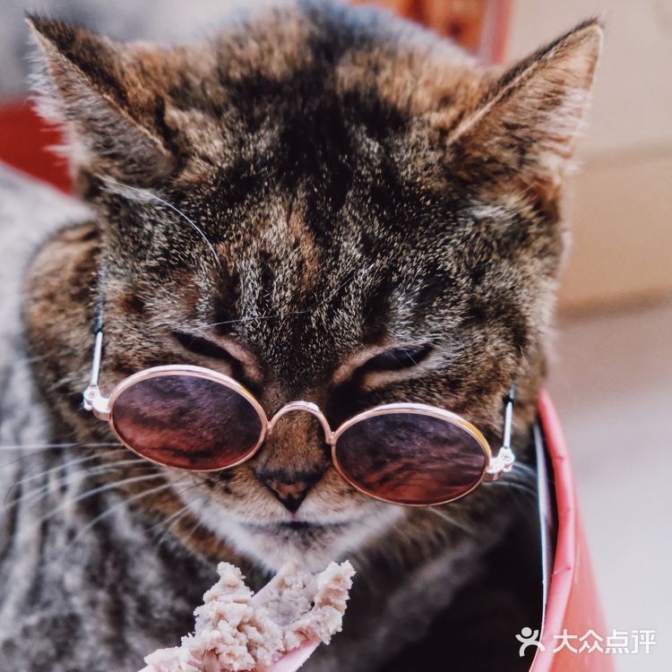 七宝附近一家玩乐美容一应俱全宠物酒店