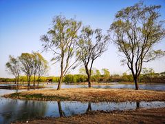 -大兴滨河森林公园