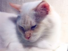 -猫小院猫主题咖啡厅(北锣店)