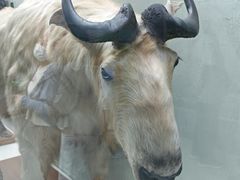 -国家自然博物馆