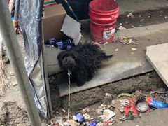 -喜杨洋草莓采摘园