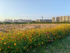 -三垟湿地
