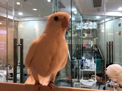 -momokira米努特·德文卷毛猫·棉花面纱犬