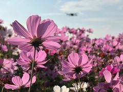 -花开海上生态园