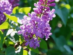 -上海植物园·停车场