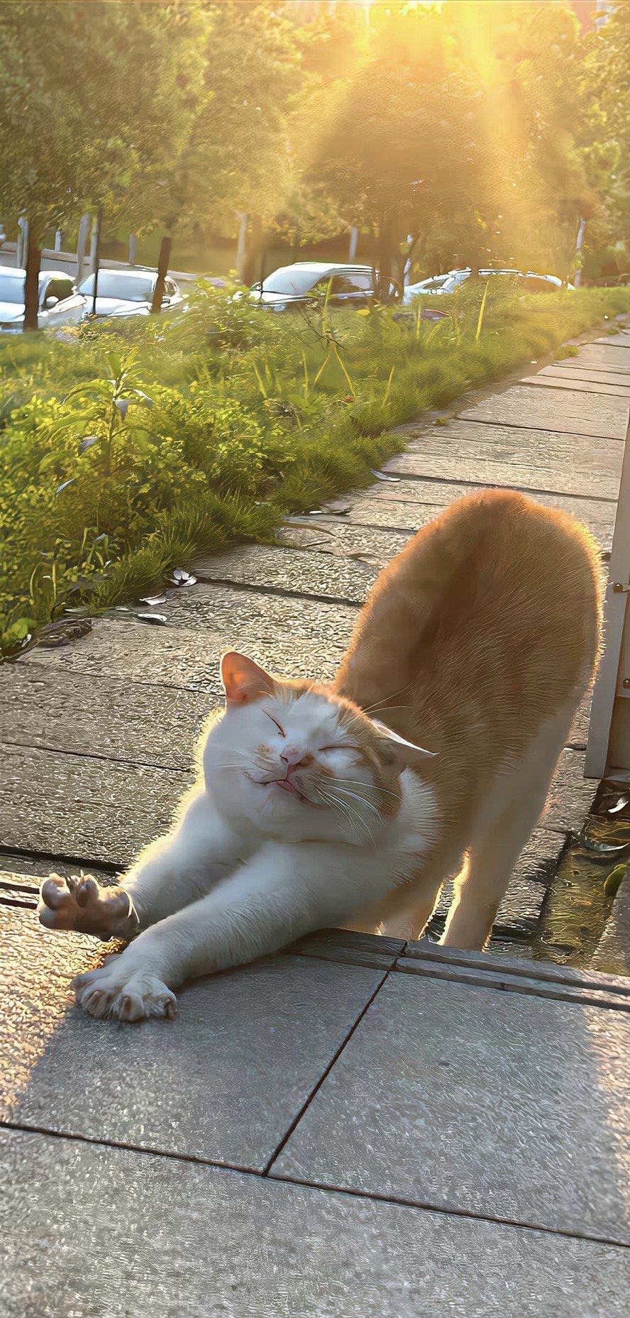 喵星人的校园生活我类个豆小猫多可爱