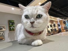 -藏猫猫咖啡主题馆(中央大道店)