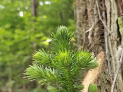 -素山寺森林公园