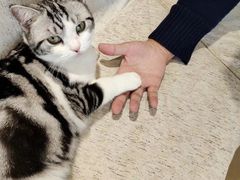-藏猫猫咖啡主题馆(中央大道店)