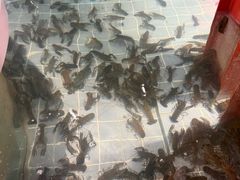 -虾胡闹龙虾馆(湄南河店)