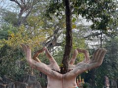 -瑞丽独树成林风景区