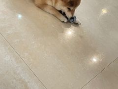 -喜柴咖啡·柴犬狗咖