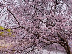 -桃花堤公园