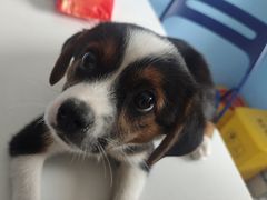 -瑞派福兴宠物医院犬猫全科·骨科·中西医结合(河东店)