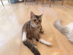 -猫咪派对(江南西店)